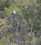 Northern Mockingbird 2074